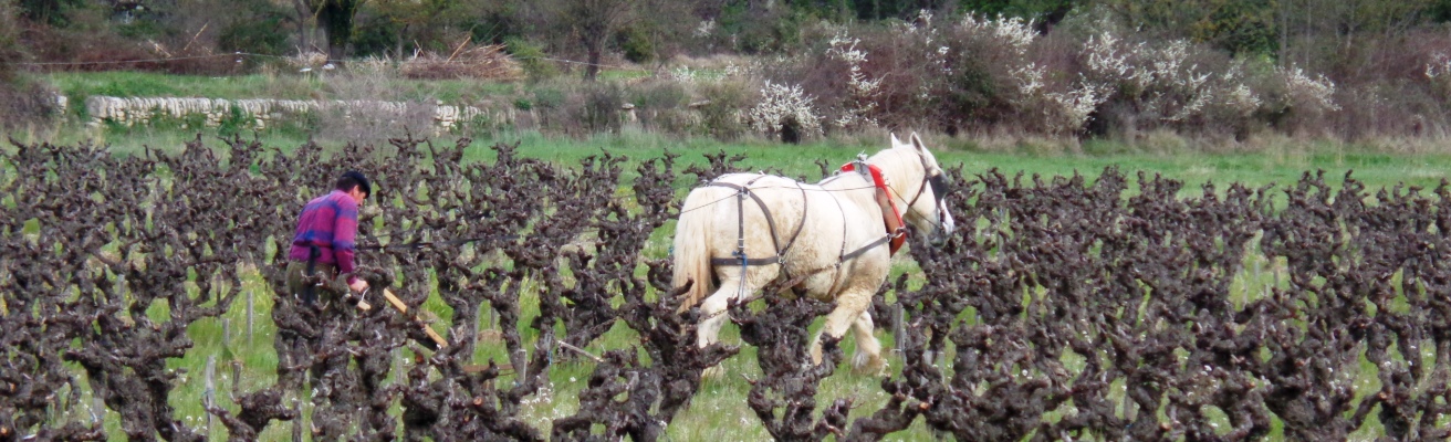 cheval vigne